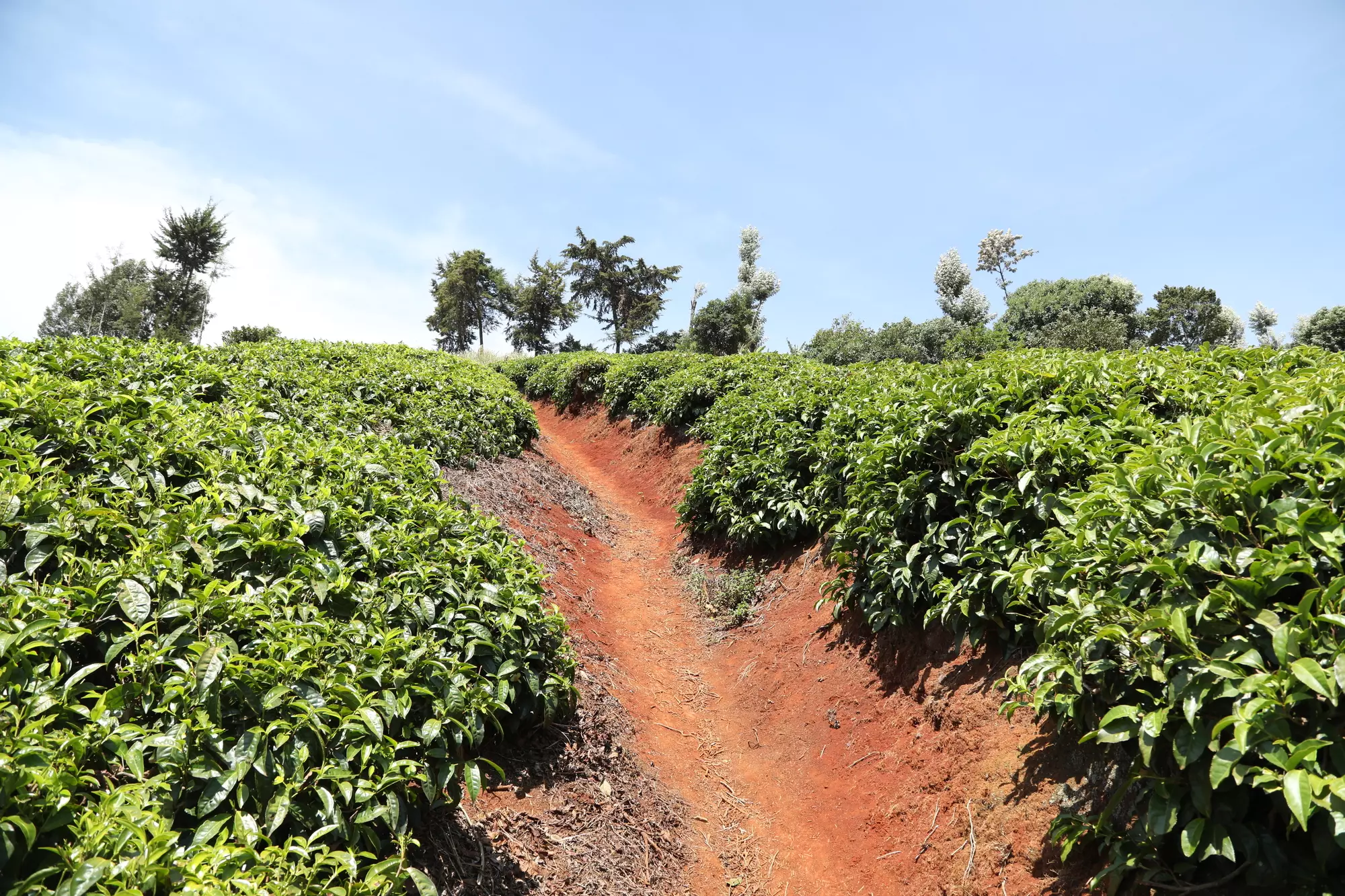 Krajobraz plantacji herbaty Nairobi Kenia Afryka